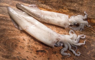 calamar patagonico